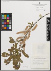 Foto von Salix scouleriana Barratt ex Hook.